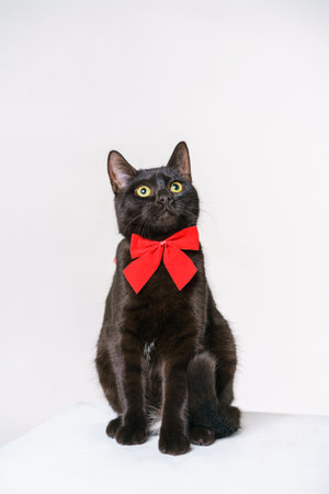 Black cat with a red bow on the neck posing in studio on a white background. Beautiful cat looks with big yellow eyesの写真素材