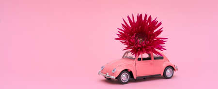 Pink toy car delivering pink crimson chrysanthemum flower. Valentines day, flower delivery, womens day. Place for text. Beautiful postcard mockupの写真素材