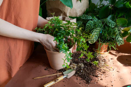 Female gardener wearing orange dress at home transplanting plants into new pots. Gardening, flower planting and florist profession concept.の写真素材