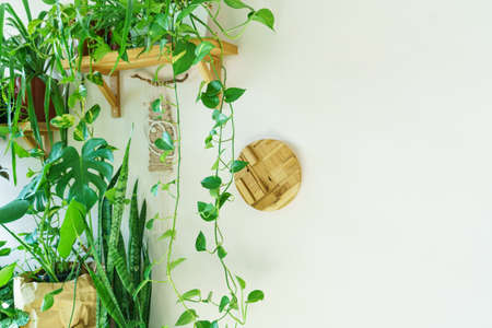 Various indoor plants in living room with decorations on table stylish composition of home garden green industrial interior. Urban jungle interior with house plants. Green concept for a magazine.の写真素材