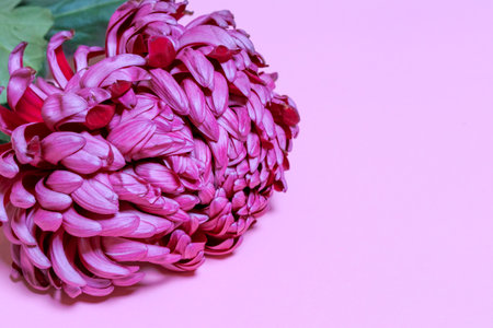 Dark pink chrysanthemum. Flower on a pink isolated background. For design. Close-up. Nature.の写真素材