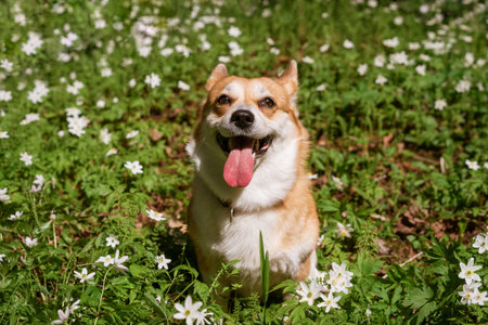 Natural background with cute Corgi Dog sitting on a spring sunny meadow surrounded by white flowers in the parkの写真素材
