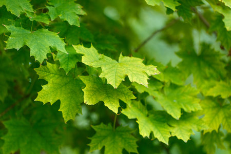 Abstract spring seasonal background from green maple leaves. Eco natural conceptの写真素材