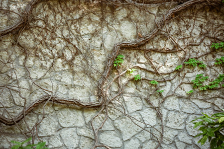 Textured background irregular natural stone wall made of different stones with elements of natural vegetation in the form of green cape mold and ivy. Medieval backgroundの写真素材