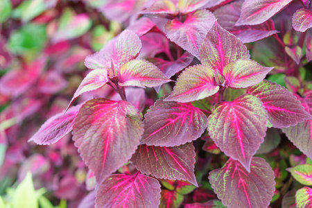 Floral background from natural leaves of houseplants, good texture and selective focus