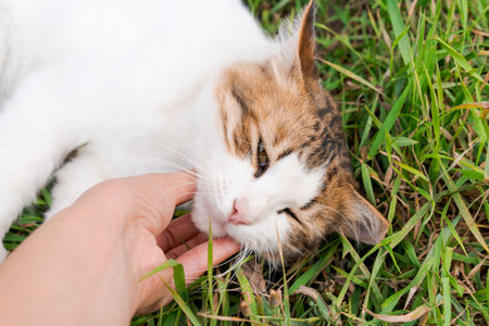 sleepy young cat lies in the grass