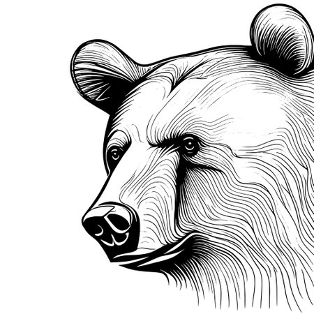 bear vector animal illustration for design. Sketch tattoo design on white backgroundのイラスト素材