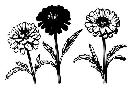 detailed hand drawn black and white set of marigold illustrations sketchのイラスト素材