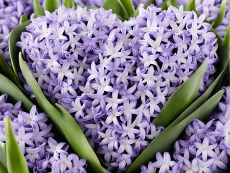 Happy International Women Day, hyacinth over background heartfelt congratulations on March 8th and Mothers Dayの素材