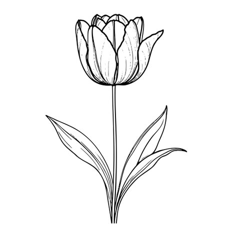 Spring flower bouquet of tulips on white background. Line engraving drawing style. Realistic botanical nature floral sketch pattern for wedding greeting art decoration design.のイラスト素材
