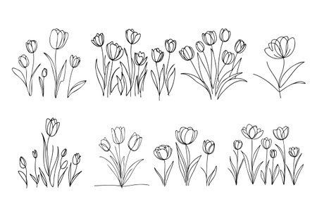 Tulip flower graphic black white isolated bouquet sketch illustration vectorのイラスト素材