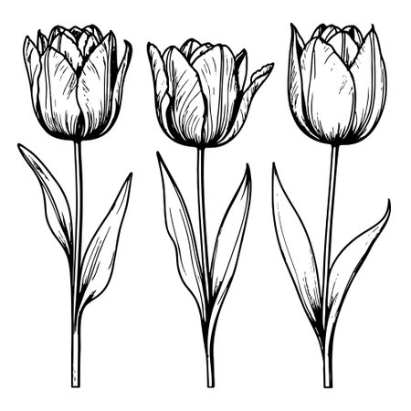 Spring flower bouquet of tulips on white background. Line engraving drawing style. Realistic botanical nature floral sketch pattern for wedding greeting art decoration design.のイラスト素材
