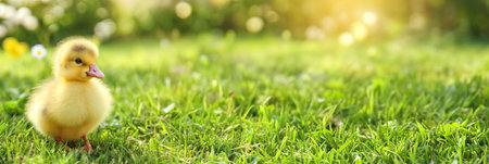 The duckling is standing on green grass on a spring sunny dayの素材