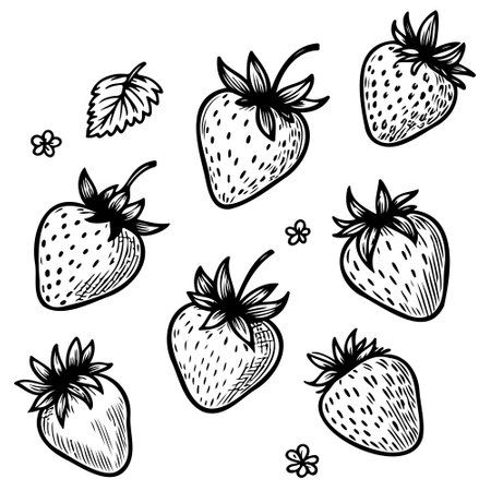 Sketch Hand drawn strawberry. Vector dessert vintage backgroundのイラスト素材