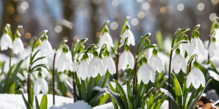 Snowdrop flowers blooming in snow covering. First flowersの素材