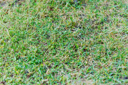 Patch of grass with some weeds growing in it. The grass is dry and brown, and the weeds are growing...
