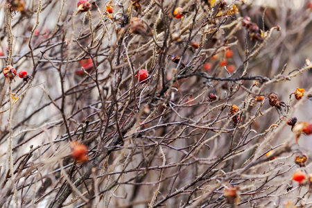 Bunch of dried up branches with a few red berries on them. The branches are brown and the berries are smallの写真素材