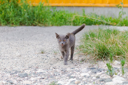 Small gray kitten is walking on a gravel road. The kitten has a black nose and is looking at the cameraの写真素材