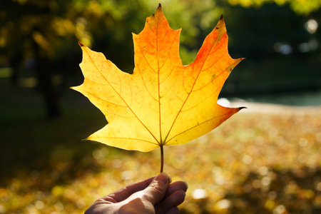 Person is holding a leaf in their hand, and the leaf is yellow. Concept of autumn and the beauty of natureの写真素材