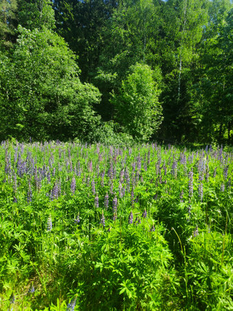 Lush green field filled with a variety of purple flowers, including lupines and wildflowers. The...