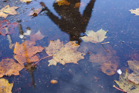 Leafy puddle with a person's shadow on the water. The leaves are brown and the water is murky