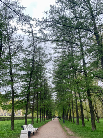 Path through a forest with a bench on the side. The bench is empty. The trees are tall and green. The sky is cloudyの写真素材
