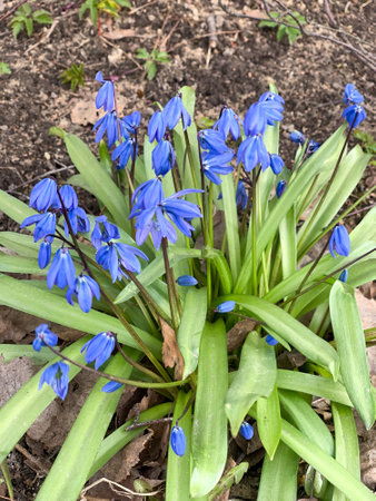 Bunch of blue flowers are growing in a garden. The flowers are small and are scattered throughout...