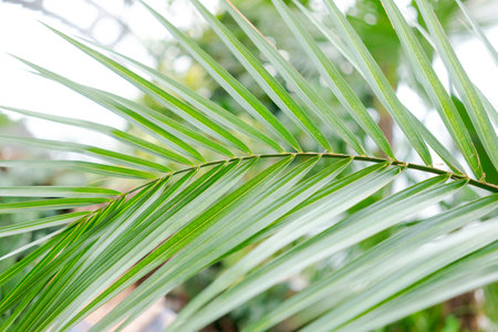 Leaf of a palm tree. The leaf is green and has a brown tip. The leaf is long and thinの写真素材