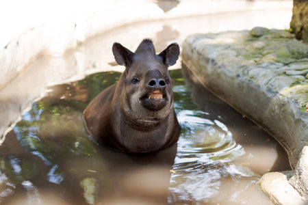 Small animal is in a pool of water. It is a pig. The pig is looking at the cameraの写真素材