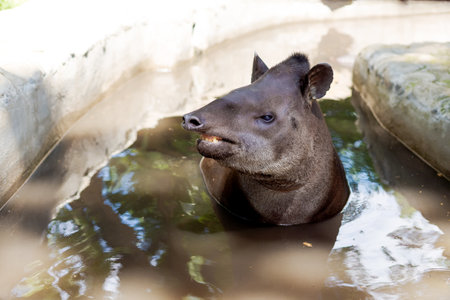 Small animal is in a pool of water. The animal is brown and has a black noseの写真素材