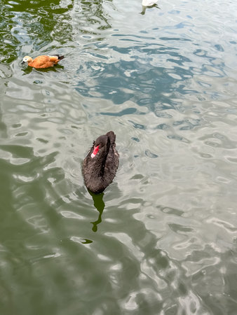 Black swan is swimming in a body of water. A duck is swimming nearby. The water is greenの写真素材