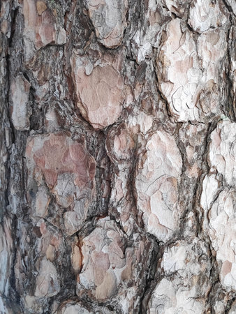 Tree trunk with a rough bark. The bark is brown and white. The bark is rough and has many ridgesの写真素材
