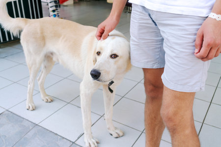 Man is petting a dog. The dog is white and has a collar. The man is wearing shorts