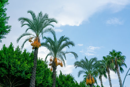 Three palm trees with yellow fruit hanging from them. The sky is blue and clear. There are no clouds...