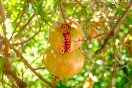 Two ripe pomegranates hanging from a tree. One is half eaten. The other is wholeの写真素材