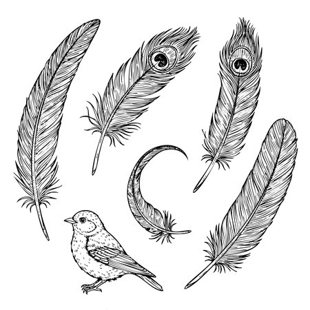 A drawing of a bird and feathers with a bird in the center. The feathers are drawn in black and whiteのイラスト素材