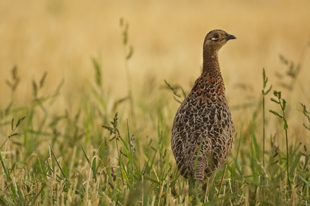 Pheasant in the grass