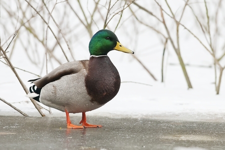 Mallard on the frozen lakeの写真素材