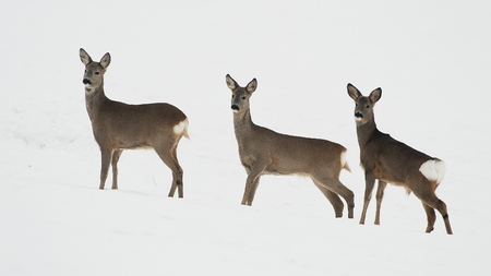 Roe deers in the snowy fieldの写真素材