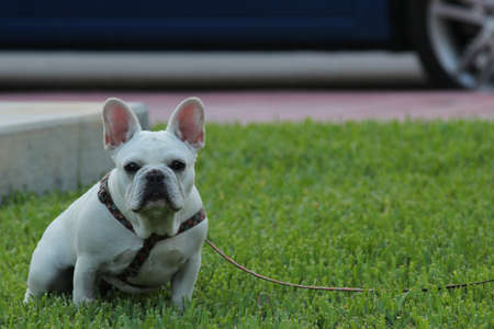 The cutest dog that i ever seenの素材