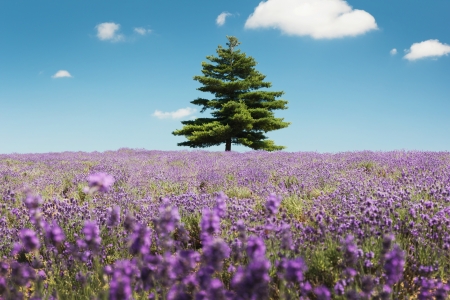 Hokkaido in JAPANの写真素材