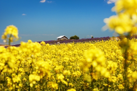 Hokkaido in JAPANの写真素材