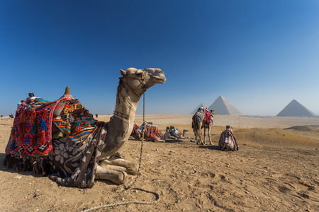 pyramid of Giza in Egyptの写真素材