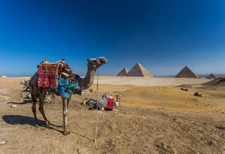 pyramid of Giza in Egyptの写真素材