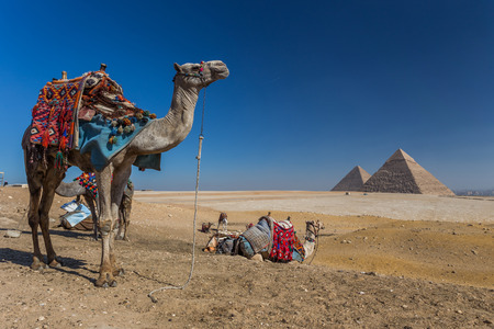 pyramid of Giza in Egyptの写真素材