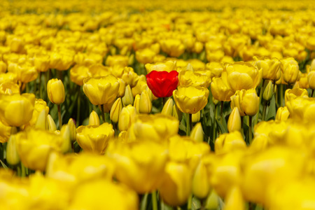 tulip fields near Keukenhof, Lisse, the Netherlands.の写真素材