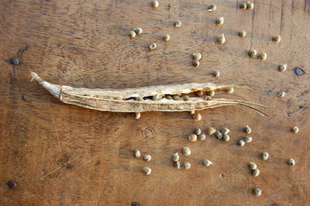 spredの写真素材