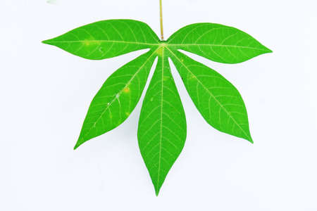 Cassava leaves isolated on a white backgroundの写真素材