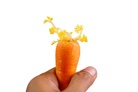 Sprouted carrots in male hands isolated on a white background, improper storage conditions. space...