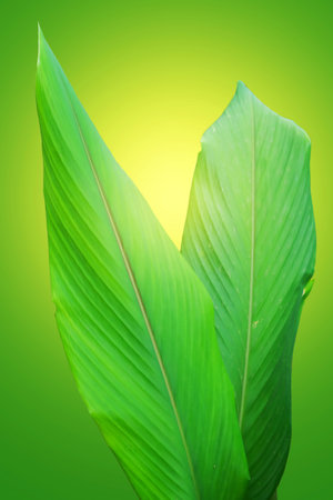 Turmeric plant leaves on green backgroundの写真素材
